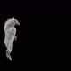 49 White Horse Dancing HD - VideoHive Item for Sale