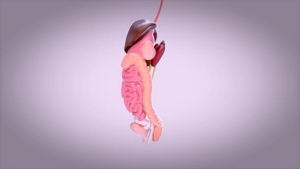 3D concept design of a digestive system