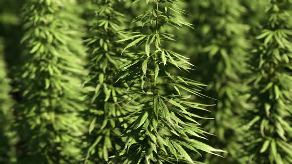 Green Technical Marihuana Cannabis Field
