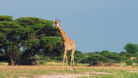 Lone Giraffe Stepping Across Savannah And Bushes In The Central Kalahari Game Reserve In Botswana. S