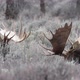 Two Bull Moose sitting in the brush showing large antlers - VideoHive Item for Sale