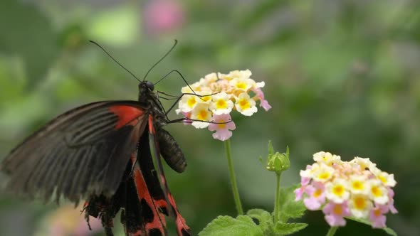 Slow motion macro shot of working black and red Butterfly during pollination process of flower - Bok