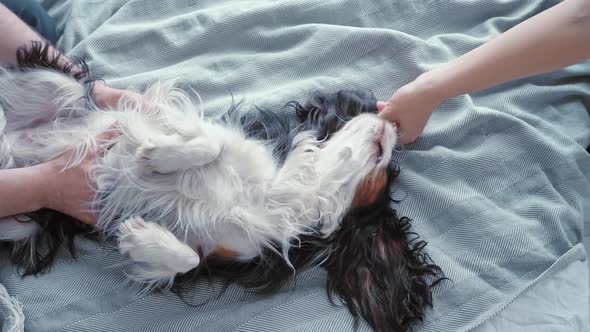 A Cute Beautiful Fluffy Dog with Big Ears Sleeps and Rests in Bed Lying on a Blue Plaid