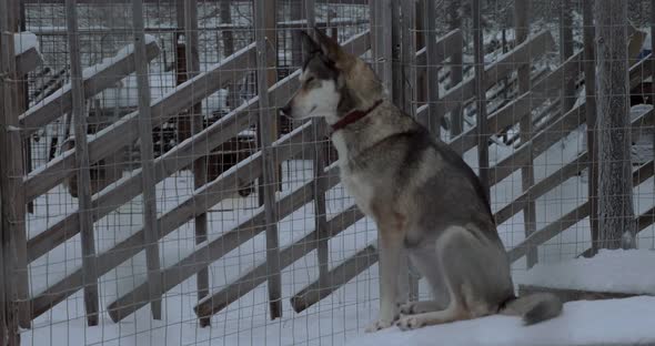 Sledge dog sitting on the kennel in outdoor cage