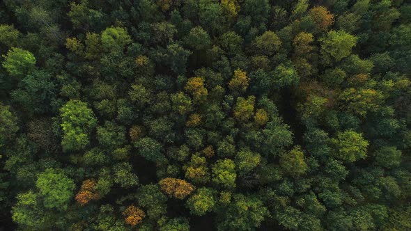 AERIAL: Camera tilts up from a topshot overhead a forest in the fall.