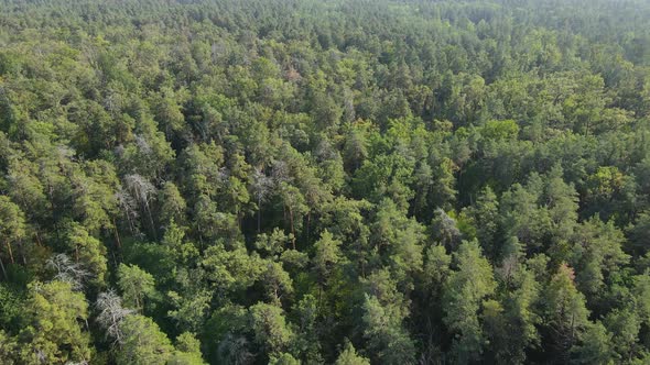 Aerial View of Trees in the Forest. Ukraine