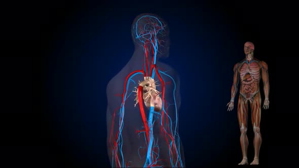 Human Male Blood Circulation System