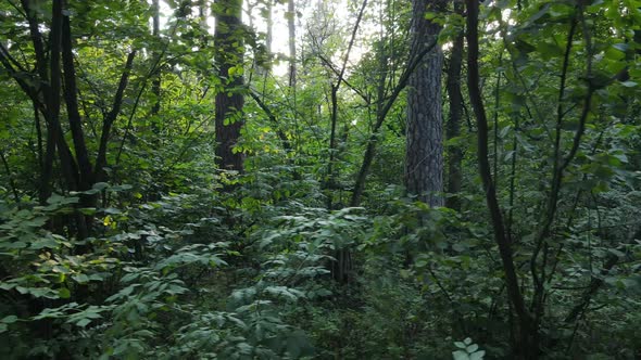 Forest with Trees on a Summer Day Slow Motion