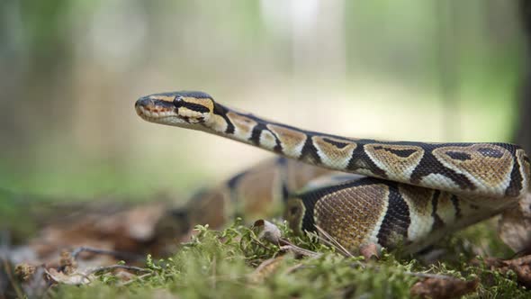 A Large Boa Constrictor Slowly Raises Its Head Up