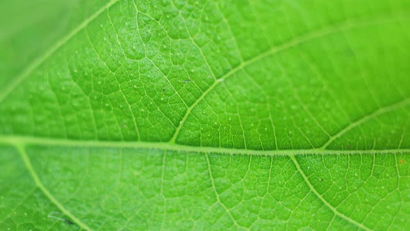 Green Leaf In Nature