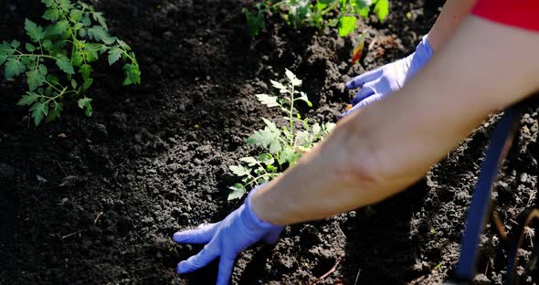 Close Up View of Farmer Hands Planting to Soil Tomato Seedling in the Vegetable Garden