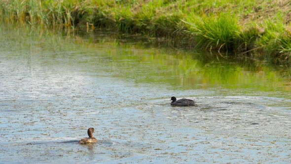 Coot Attack Mallard Duck