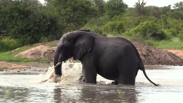 An elephant playfully shakes and splashes as it walks through water in South Africa.