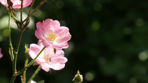 Beautiful pink Rosa spring decorative flower shallow DOF 3840X2160 UltraHD footage - Close-up of min