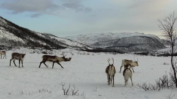 Aerial view of of reindeers in Tromso region, Northern Norway, Arctic