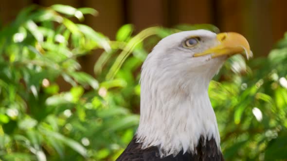 Close up of a bald eagle attentively looking at its surroundings