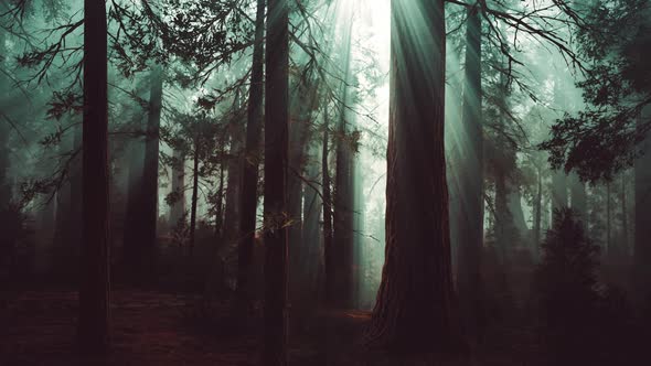 Deep in the Forest on a Misty Morning