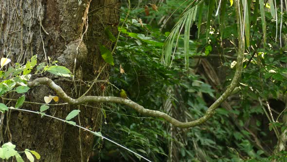 A small green bird perching on a big vine, looks around and then flies away as seen in the jungle i