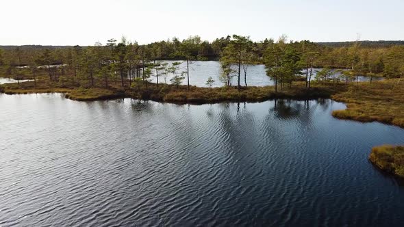 Aerial birdseye view of Dunika peat bog (mire) with small ponds in sunny autumn day, wide drone shot