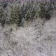 Aerial shot of a snow covered conifer forest. Birds eye view of a snow covered forest. - VideoHive Item for Sale