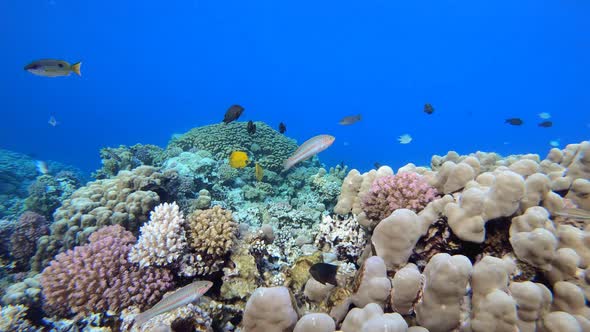 Marine Tropical Underwater Fish Garden