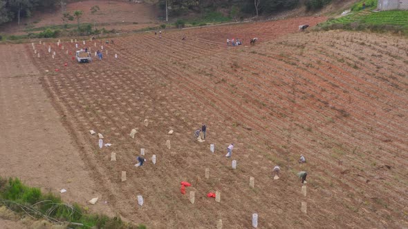 Fertile farm land with potato crop being harvested by workers; drone