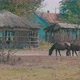 Horses Grazing In Ruined Village - VideoHive Item for Sale