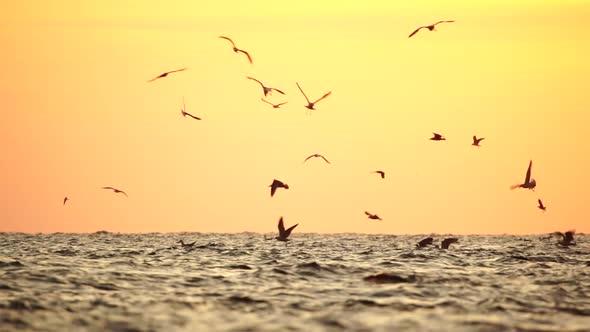 A Flock of Seagulls Fly and Fish in the Sea