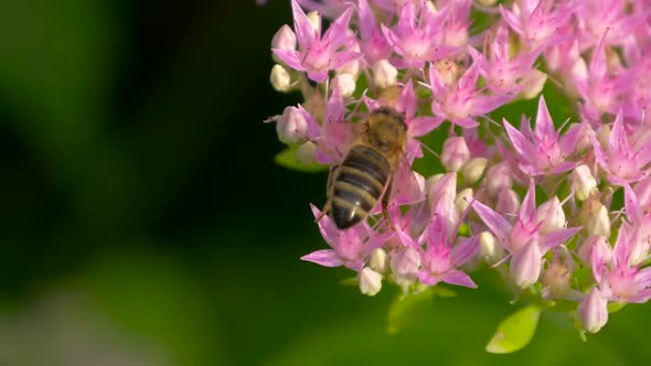 Sweet Flower in Honeyed Bee Honey