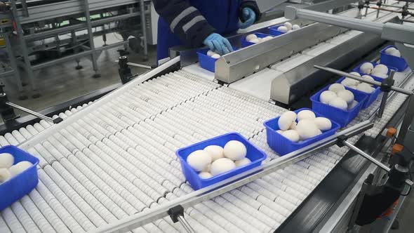 Mushroom Factory of Packaging with Champignons Moving Along Conveyor Belt and Woman Packs It Spbd