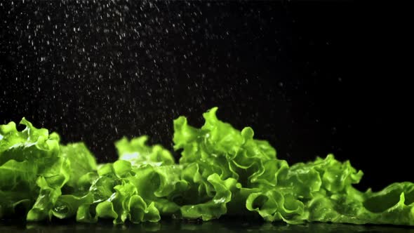 Drops of Water Fall on Lettuce Leaves