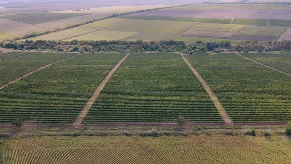 Vine Plantation Filmed From Top to Bottom with a Drone