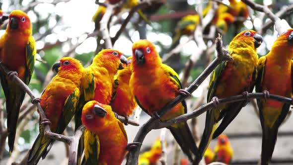 Beautiful Sun conure birds perching on a branch