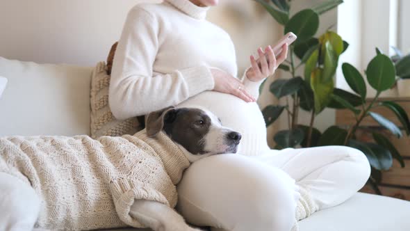 Closeup Of Pregnant Woman Using Smartphone With Her Dog In Cozy Knit Sweater