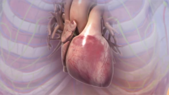 Human Circulatory System Heart Beat Anatomy Animation Concept. 3D