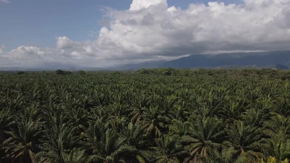 Gigantic, commercial palm oil plantation with a mountain backdrop underneath a cloudy sky. Low aeria