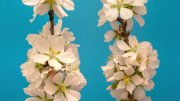 Almond Blossom on Blue Timelapse