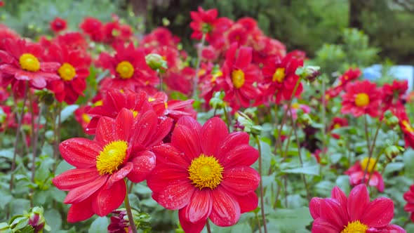 Flowering Red Gerberas Swaying In The Wind In The Garden 