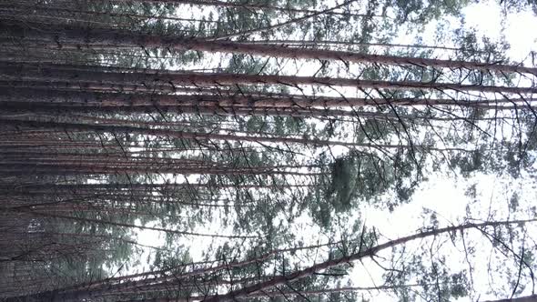 Vertical Video of Trees in a Pine Forest Slow Motion