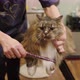 groomer Brushing Maine Coon cat's fur by using comb - VideoHive Item for Sale