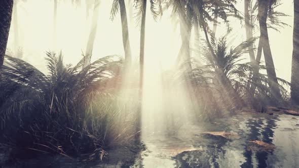 Coconut Palms in Deep Morning Fog