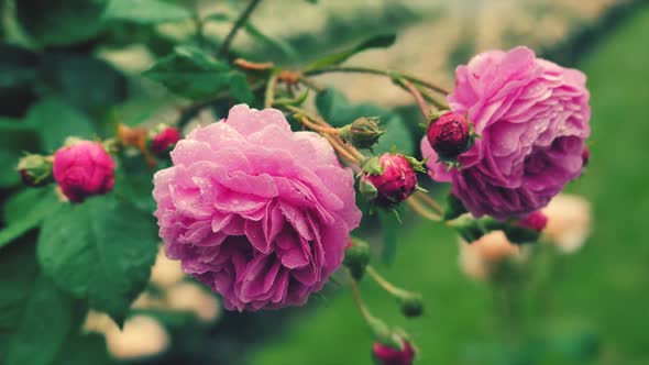 Two Purple Roses On A Background Of Green Leaves 