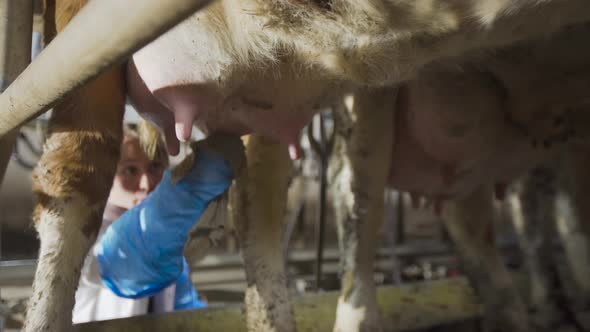 Udder cleaning for cow milking. Farmer at the milking unit.