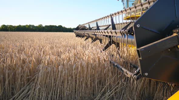 Close Up Knife of Combine Spinning and Cutting Ears of Wheat