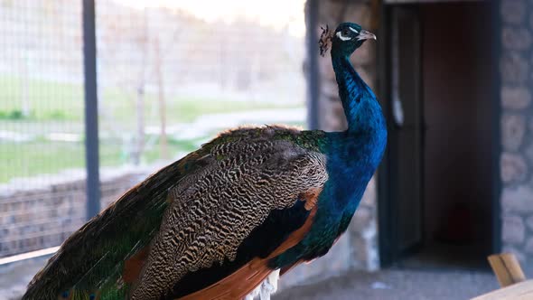 a Blue Peacock Male Sits on the Ground