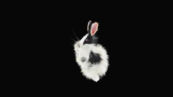 Rabbit Dancing HD