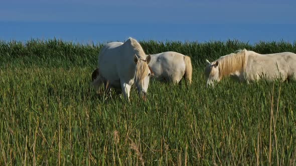 White Camargue horses, Camargue, France