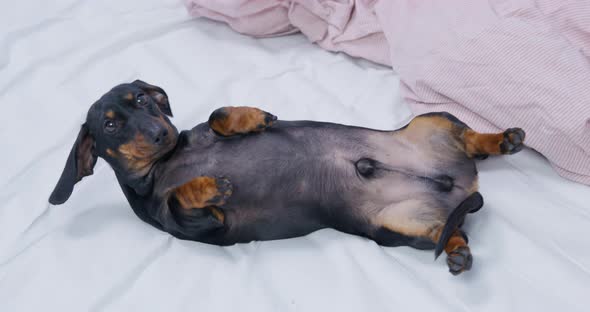 Dachshund Puppy Relaxes Lying on Back Near Warm Blanket