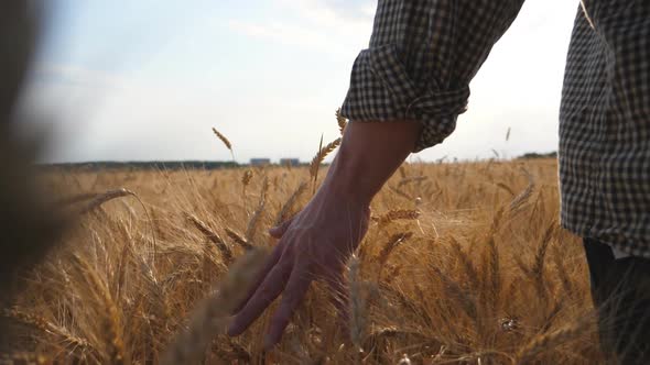 Male Hand of Farmer Moving Over Ripe Wheat Growing on the Meadow