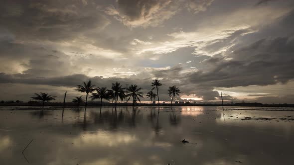 Timelapse sunset coconut trees